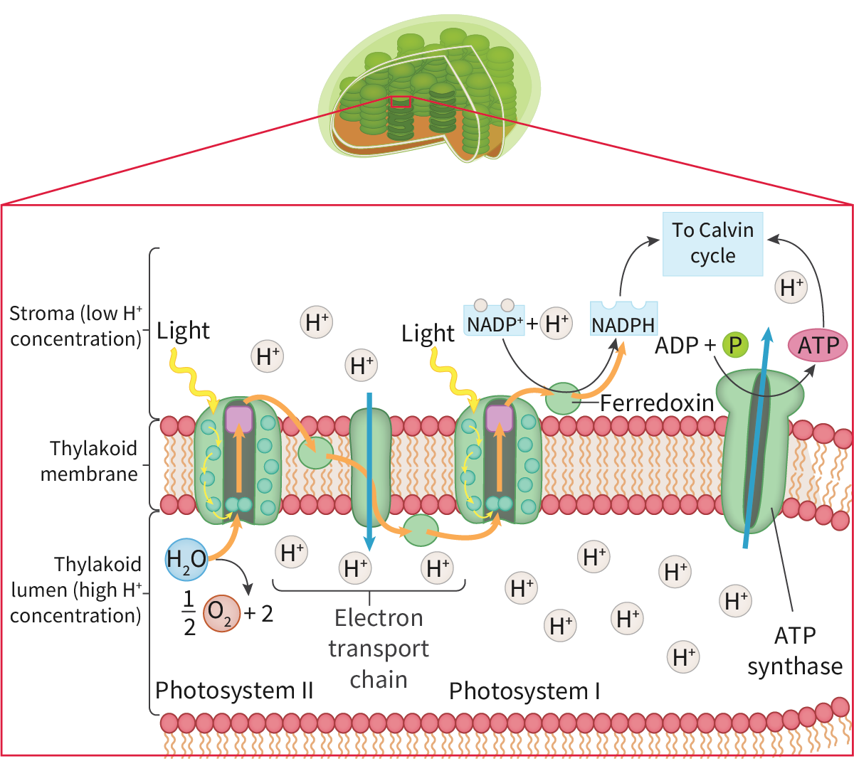<p><span>In non-cyclic photophosphorylation, light energy excites electrons in PSII, which are then passed along the ETC, pumping H</span><sup>+</sup><span> and generating ATP. The electrons then enter PSI where they are re-energised with light energy, passed to&nbsp;</span>ferredoxin <span>and then used to reduce NADP.</span></p><p></p><p><span>light is absorbed by both photosystem I and photosystem II </span></p><p><span>photoactivation - electron in the primary pigment molecule of each photosystem are excited to a higher energy level.</span></p><p><span>excited electrons from photosystem II are passed to photosystem I via an electron transport chain </span>where they are re-energised with light energy<span>, releasing sufficient energy to synthesise ATP </span></p><p><span>electrons form the photolysis of water replace those lost from photosystem II</span></p><p><span>excited electrons from photosystem I and hydrogen ions from the photolysis of water both combine with NADP to form reduced NADP</span></p>