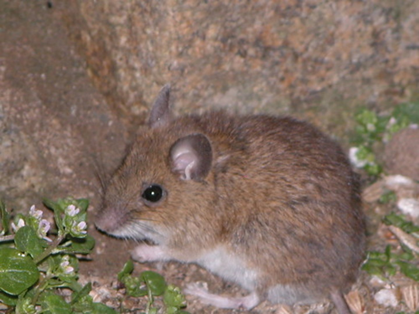 <p>A European animal that looks like a small squirrel<br>Eg: The dormouse is still in decline, but its position is much better at present than we had assumed a couple of years ago.</p>