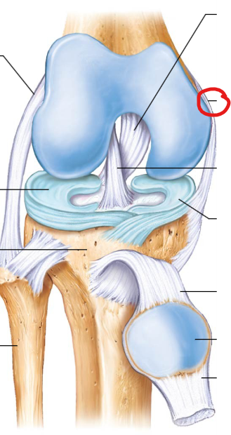 <p>Located on the inner side of the knee, connecting the femur to the tibia. It provides stability to the knee joint, especially on the inner side.</p>