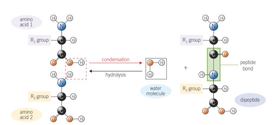 <p>Condensation reaction</p>