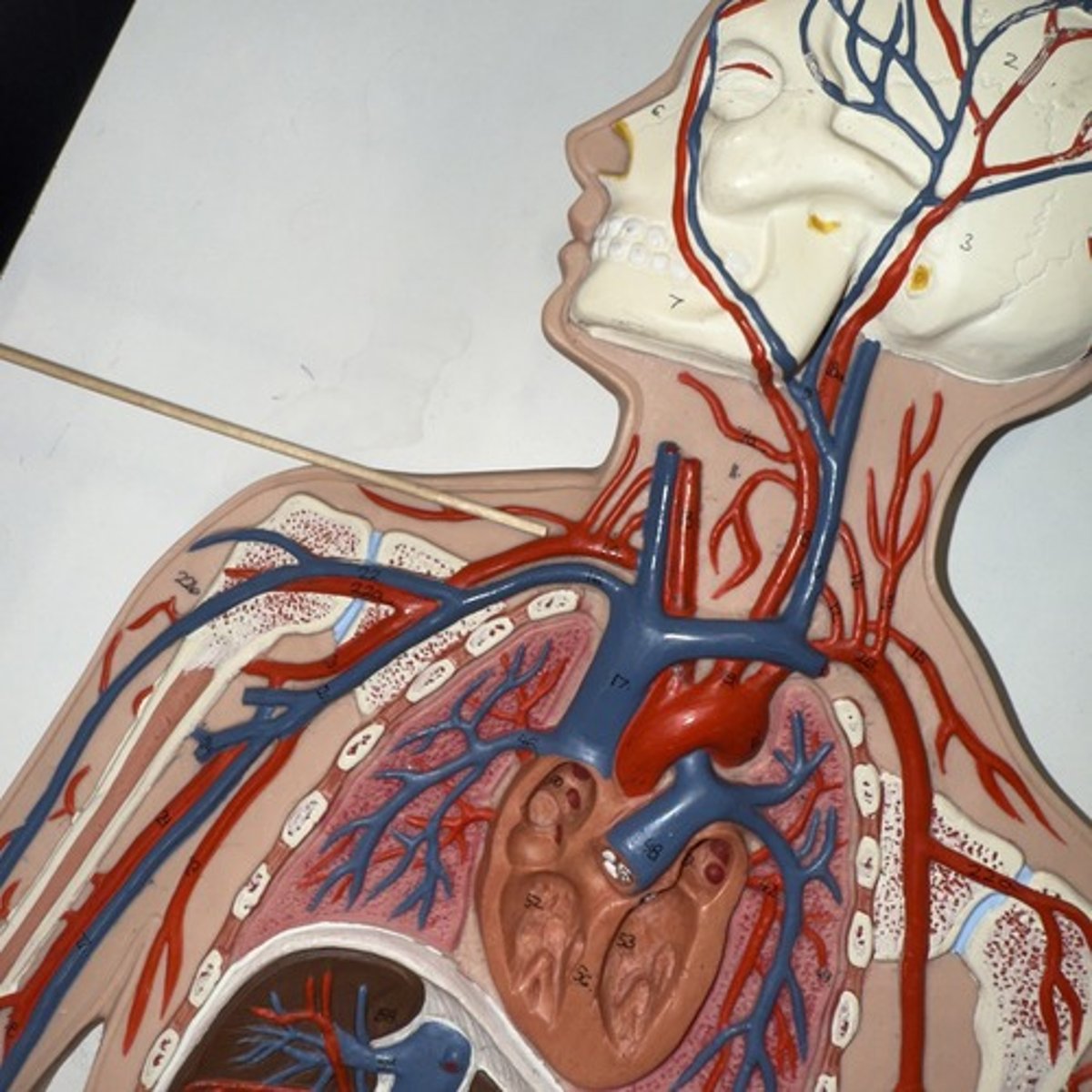 <p>Identify the structure.</p>