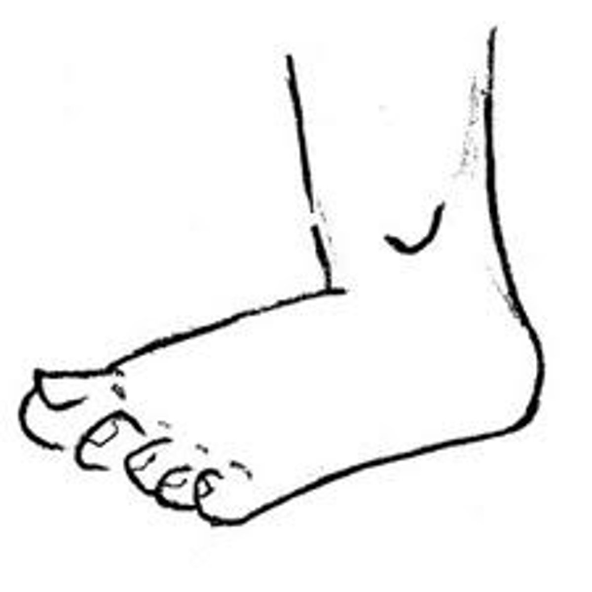 <p>The top or superior portion of the foot</p>