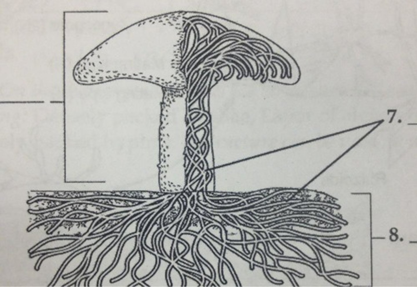 <p>a network of branching, thread-like structures called "hyphae" that make up the vegetative body of a fungus</p>