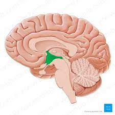 <p>hypothalamus</p>
