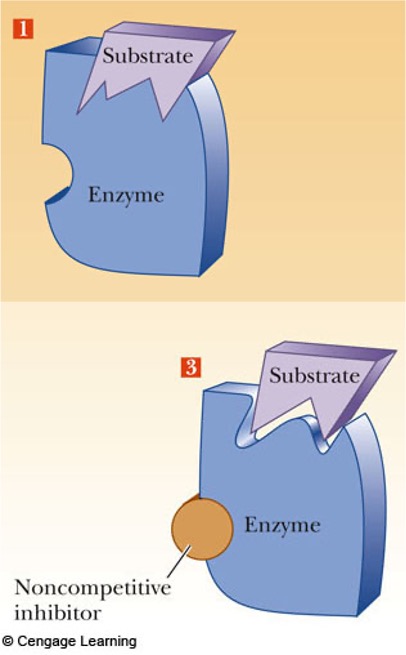 <p><span>noncompetitive inhibitor</span></p>