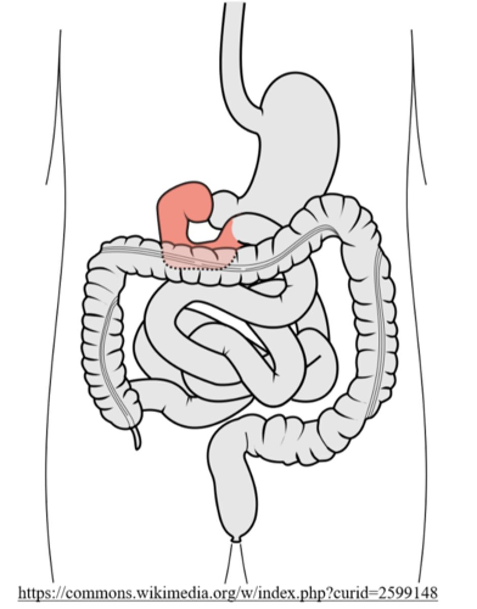 <p>digestion</p>