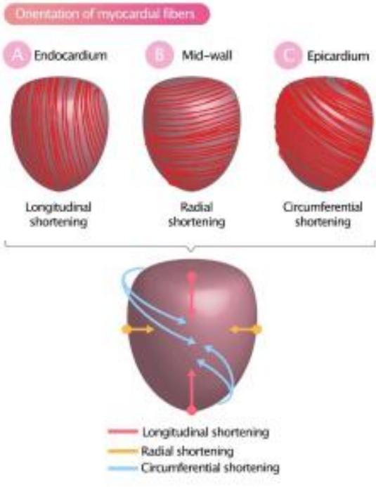 <ul><li><p>Thickening</p></li><li><p>Shortening</p></li><li><p>Twisting (rotation and torsion)</p></li></ul>