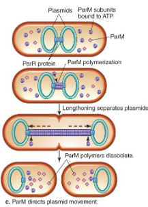 <p>dorects plasmid movement to either side of the cell, ensuring plasmid segregation</p>