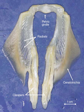<p>fin rays in cartilagenous fishes (chondricythes)</p><ul><li><p>They are long hollow rays similar to the dorsal spines found in some shark species</p></li><li><p>may contain actinotrichia in distal portion to support fin</p></li><li><p>In elasmobranchs, scales grow into fins for stiffness.</p></li></ul><p></p>