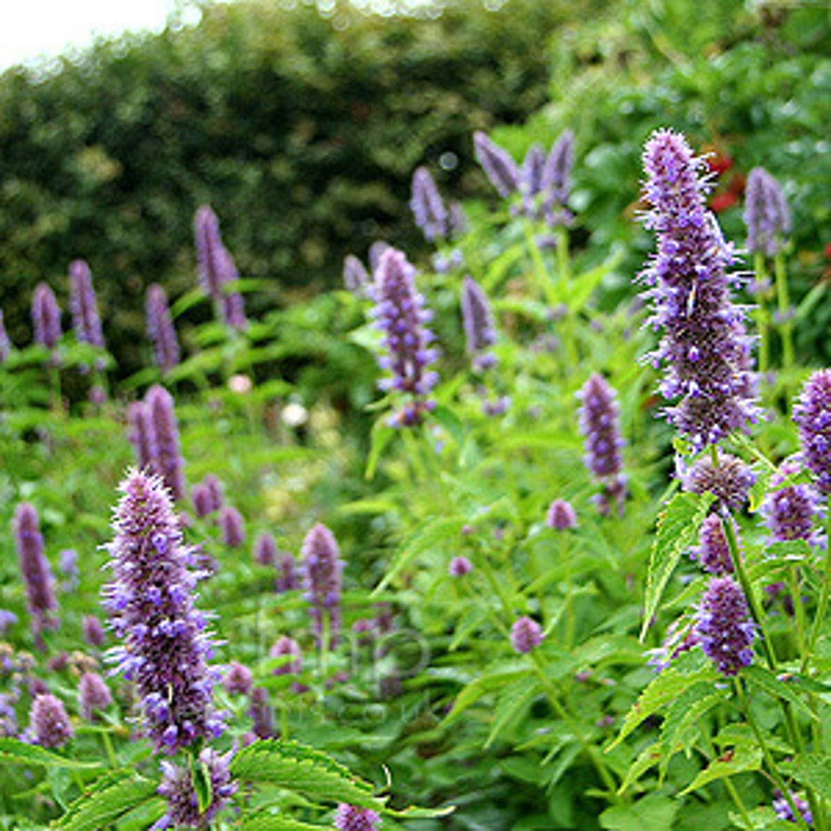 <p>Herb</p><p>Leaves: opp, dentatem SQ STEMS, Skunky scent</p><p>Inflor: terminal whorled spike</p>