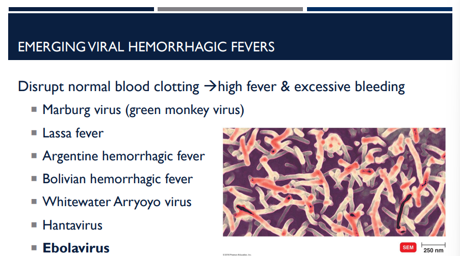 <p>What is the most signficant and major emerging hemorrhagic virus?</p>