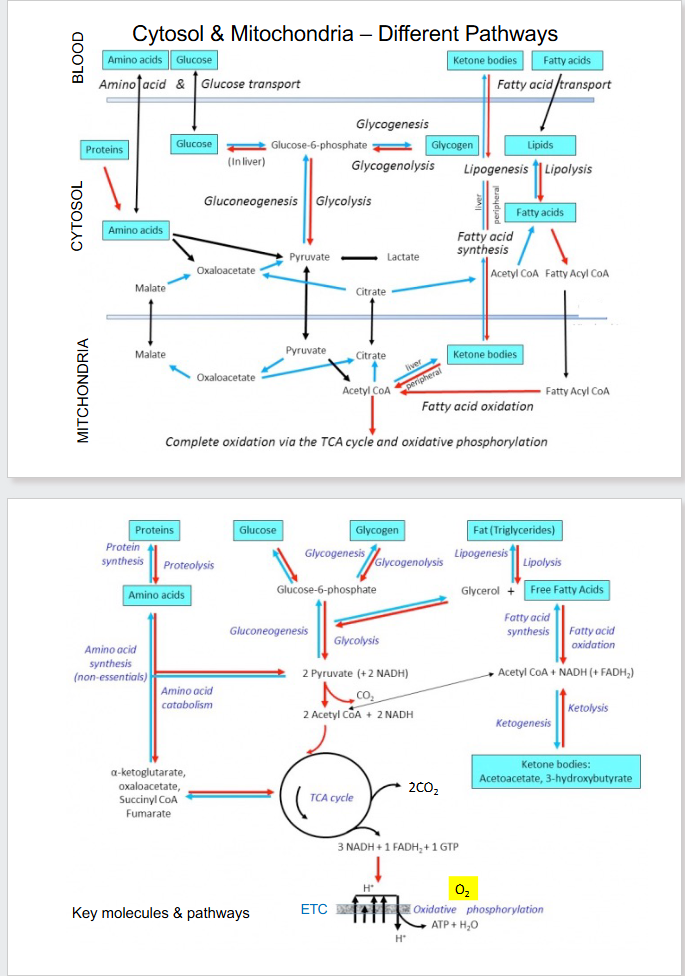 <p>Cytosol and Mitochondria - Diff Pathways</p>