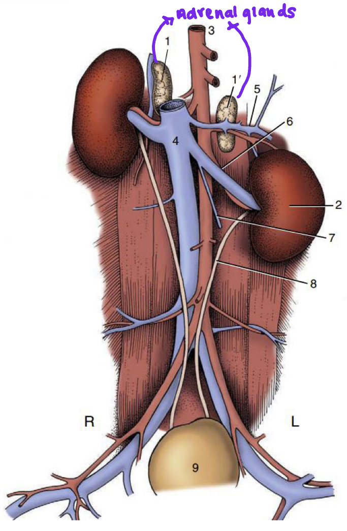 <p><strong><u>Position:</u></strong></p><ul><li><p><span style="color: rgb(114, 9, 183);"><strong>Craniomedial</strong></span><strong> </strong>to the <span style="color: rgb(114, 9, 183);"><strong>kidney</strong></span><strong> </strong></p></li><li><p>Against roof of <span style="color: rgb(114, 9, 183);"><strong>abdomen</strong></span><strong> </strong>near the <span style="color: rgb(114, 9, 183);"><strong>thoracolumbar junction</strong></span></p></li></ul><p><strong><u>Form:</u></strong><span style="color: rgb(114, 9, 183);"><strong> Elongated, asymmetrical </strong></span>and<span style="color: rgb(114, 9, 183);"> <strong>irregular</strong></span></p><ul><li><p><span style="color: rgb(114, 9, 183);"><strong>Ventral surface</strong></span><strong> </strong>has<span> </span><span style="color: rgb(114, 9, 183);"><strong>subtile hilus</strong></span><strong> </strong>for entry of <span style="color: rgb(114, 9, 183);"><strong>adrenal vessels</strong></span></p></li></ul><p></p>