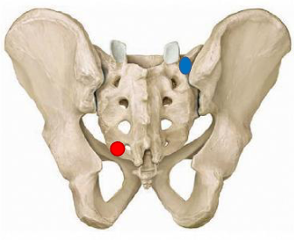<p>what are landmarks for sacral/SI joint diagnosis?</p>