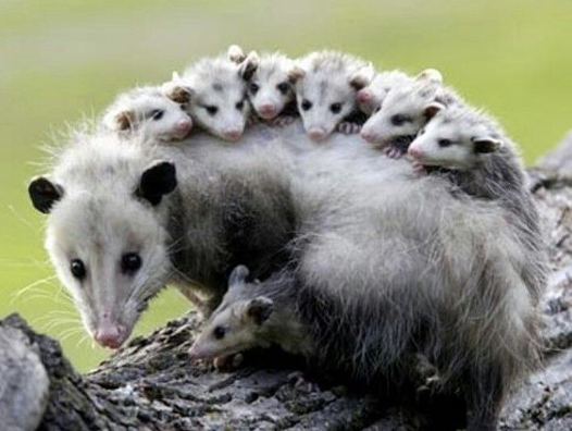 <p>Virginia opossum</p>