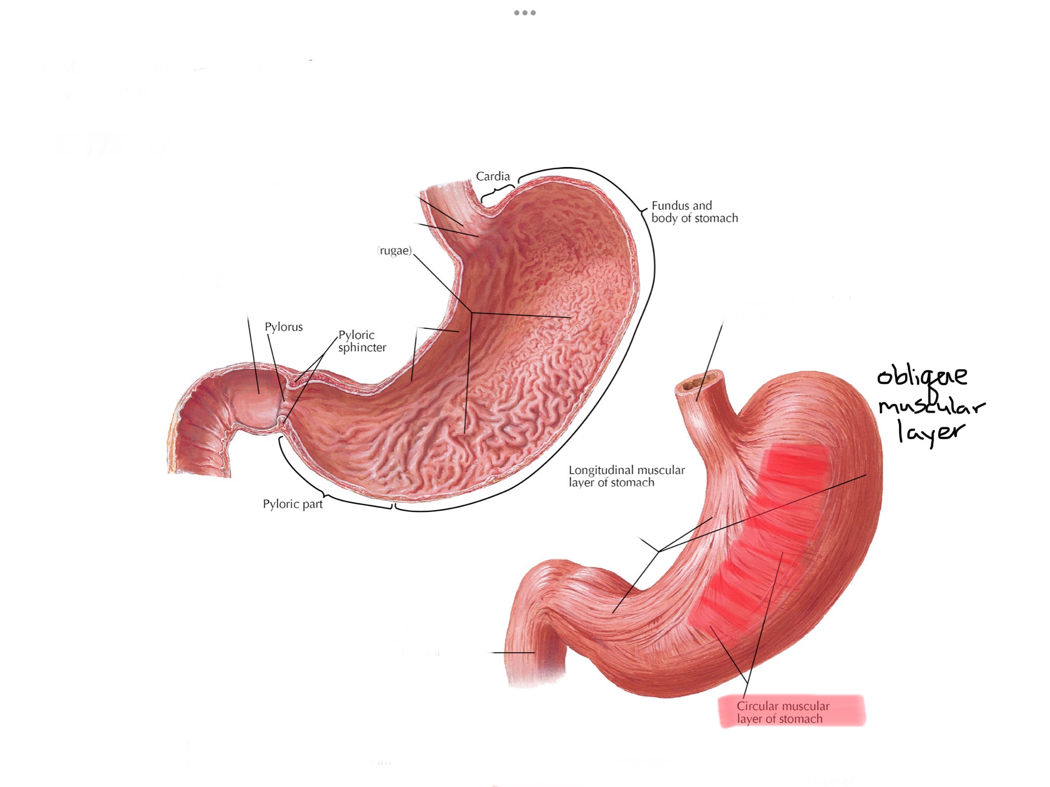 knowt flashcard image