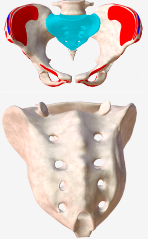 <p>Hoe heet dit bot?</p>