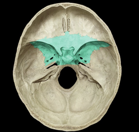<p>identify the bone.</p>