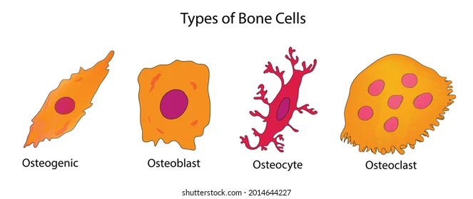 <p>- bone stem cells</p><p>- found in periosteum and endosteum</p><p>- multiply continually</p>