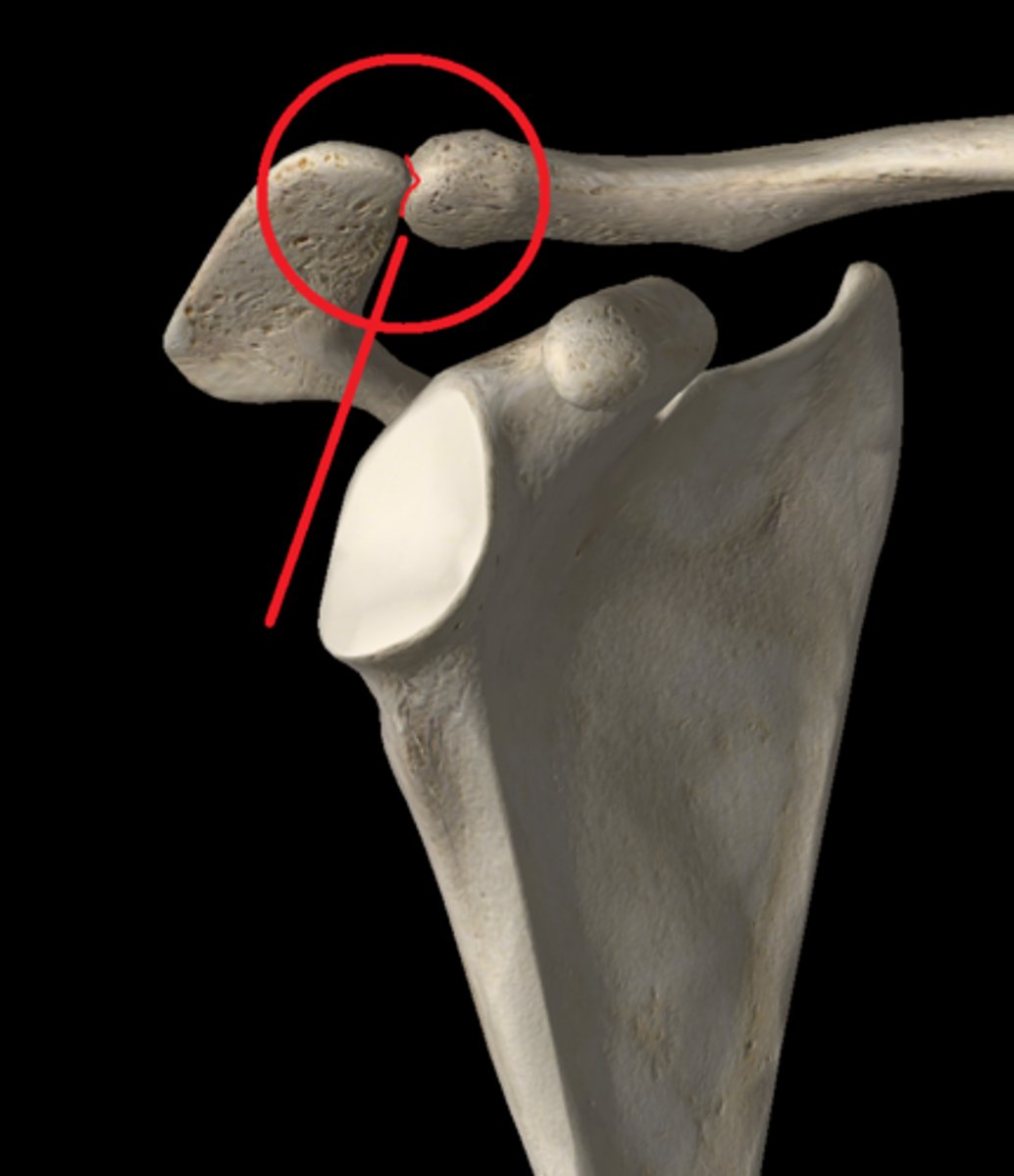 <p>Articulation between the acromion process of the scapula with the lateral end of the clavicle</p>