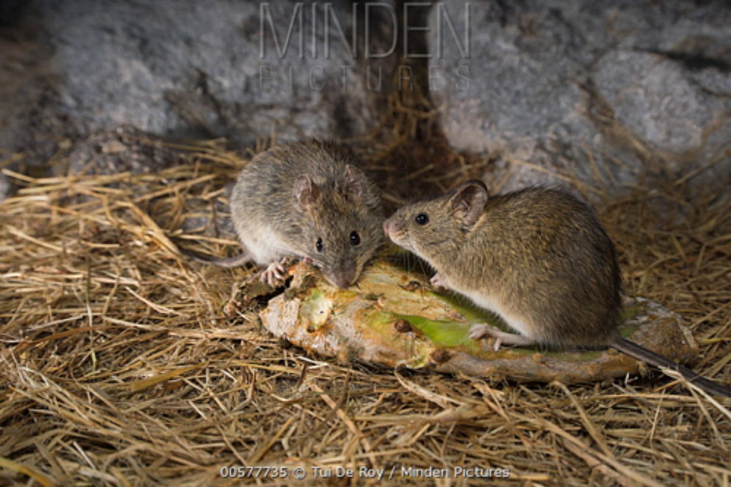 <p>Rice Rats (2 species) (4)</p>