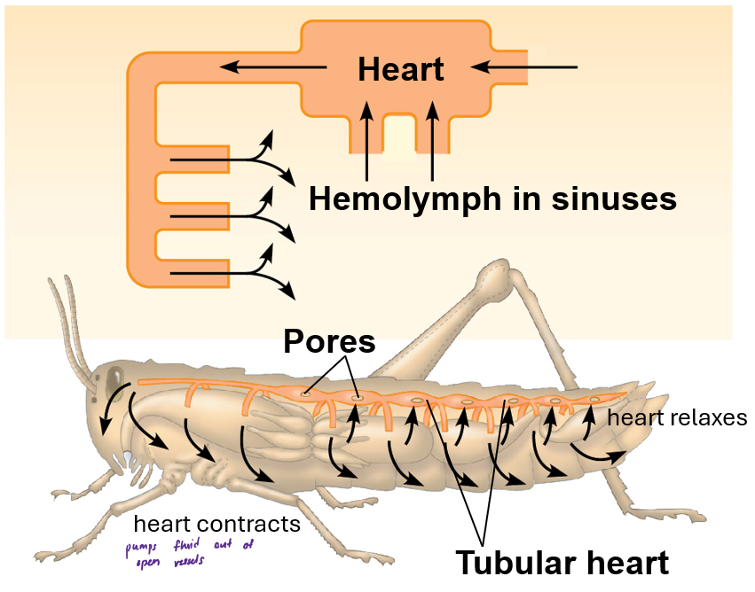 <p>When fluid passes through open ended vessels into sinuses and cavities, circulates hemolymph (not blood and also acts as the interstitial fluid) by heart and movement, is a lower pressure system, mollusks and arthropods have this</p>