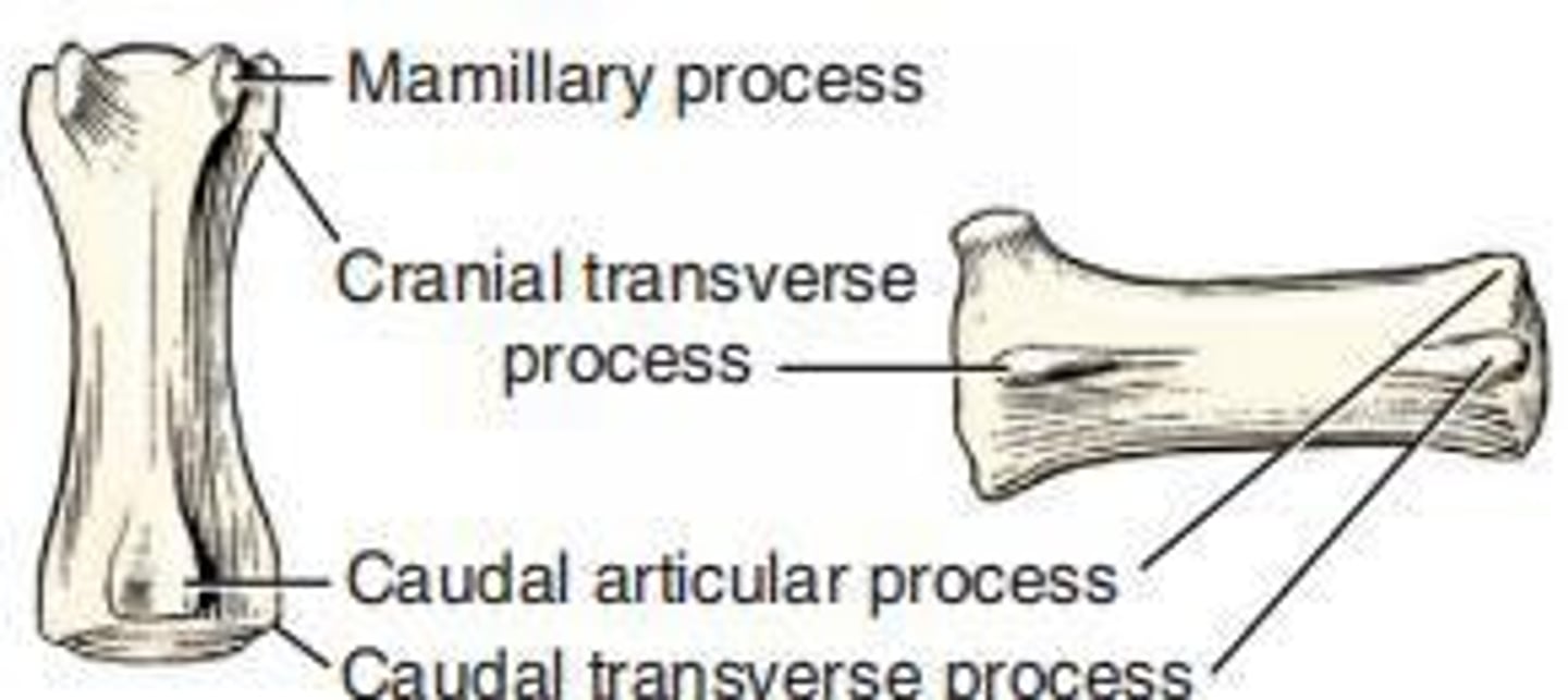 <p>Peglike eminence on the axis, also called odontoid.</p>