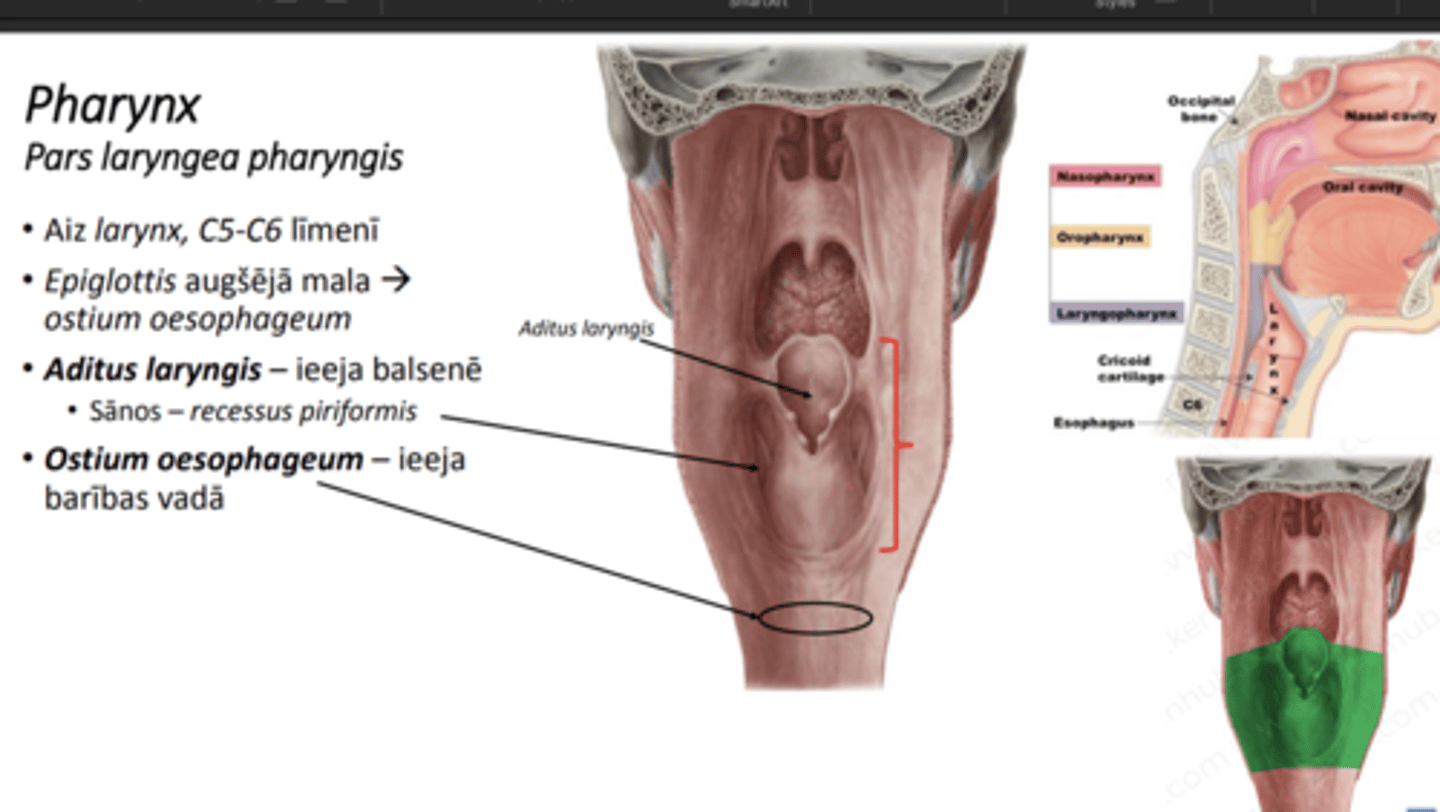 knowt flashcard image
