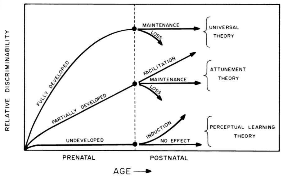 <ul><li><p>Universal theory</p></li><li><p>Attunement theory</p></li><li><p>Perceptual learning theory</p></li></ul><p></p>