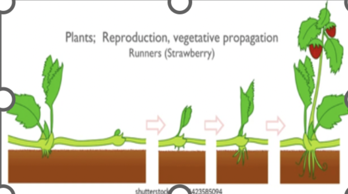 <p><span style="line-height: 17px;">a form of asexual reproduction where Horizontal stems that grow above ground and produce new plants at their node (a point where buds and roots can form) They allow plants like strawberries and spider plants to spread&nbsp;</span></p>