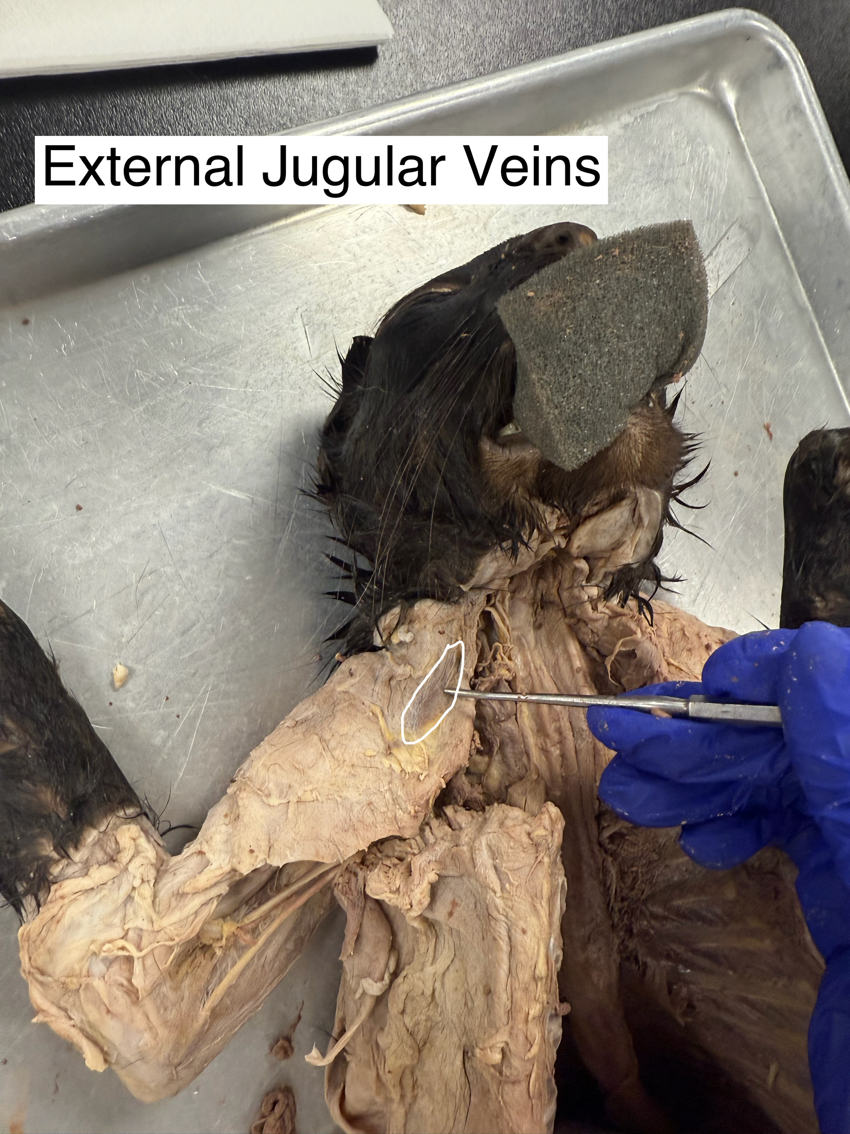 <p></p><p>external jugular veins</p>
