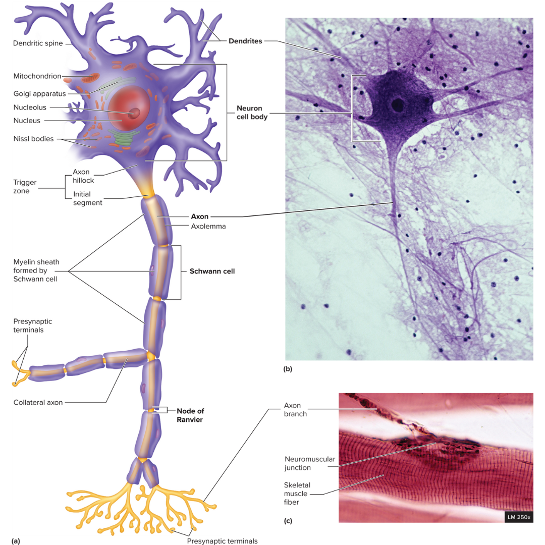 <p><strong>11.3: Cells of the Nervous System: Neuron Structure</strong></p><p>Main central process of a neuron that normally conducts action potentials away from the neuron cell body.</p>