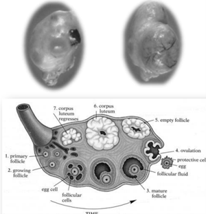 <ul><li><p>Primordial Follicle</p></li><li><p>Primary Follicle</p></li><li><p>Secondary Follicle</p></li><li><p>Tertiary Follicle</p></li><li><p>Corpus hemorrhagicum (CH)</p></li><li><p>Corpus luteum (CL)</p></li><li><p>Corpus albicans (CA)</p></li></ul>