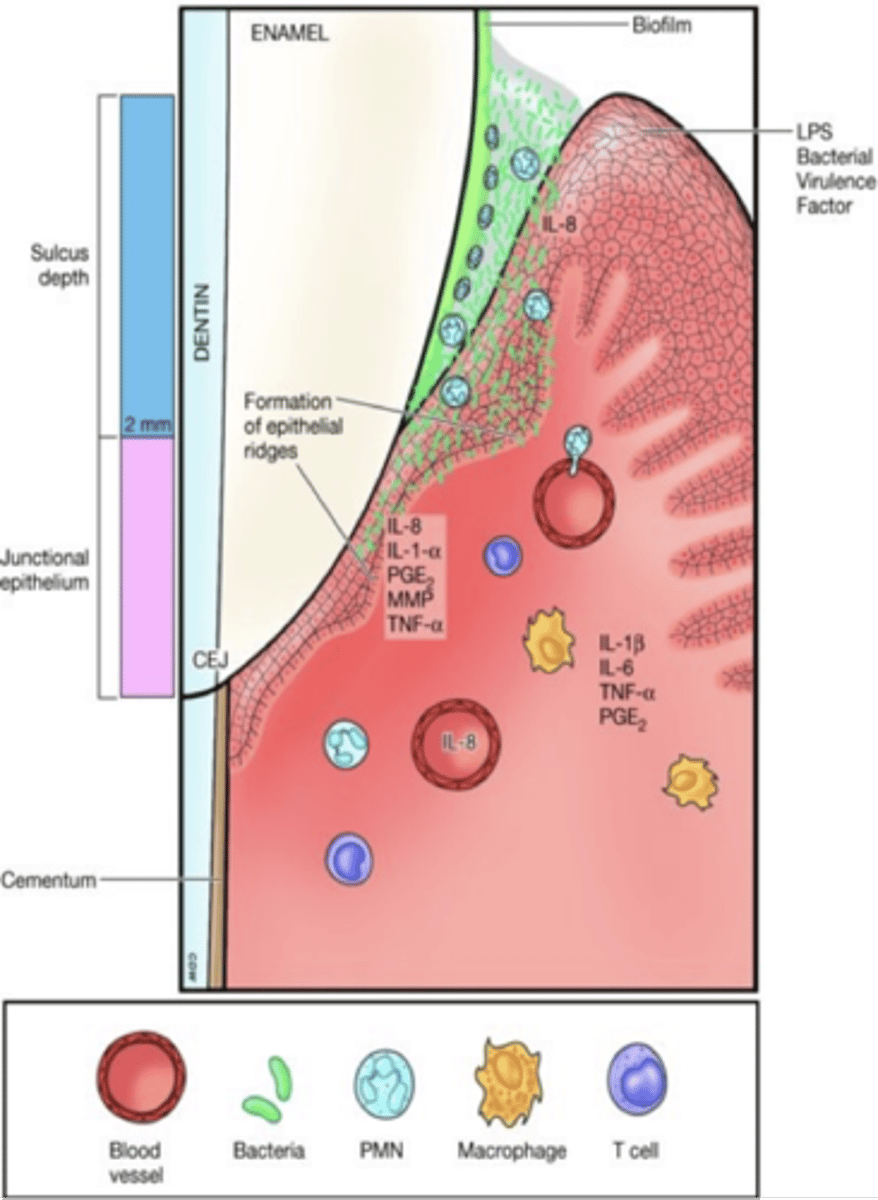 <p>biofilm overgrowth phase, bacteria penetrate connective tissue, more neutrophils attracted to the site and release more cytokines causing more destruction of connective tissue, can see erythema and swelling clinically, good self care can return to health, sucular epithelium and connective tissue most affected and starting forming epithelial ridges and junctional epithelial cells start to proliferate , can return to health w good self care</p>