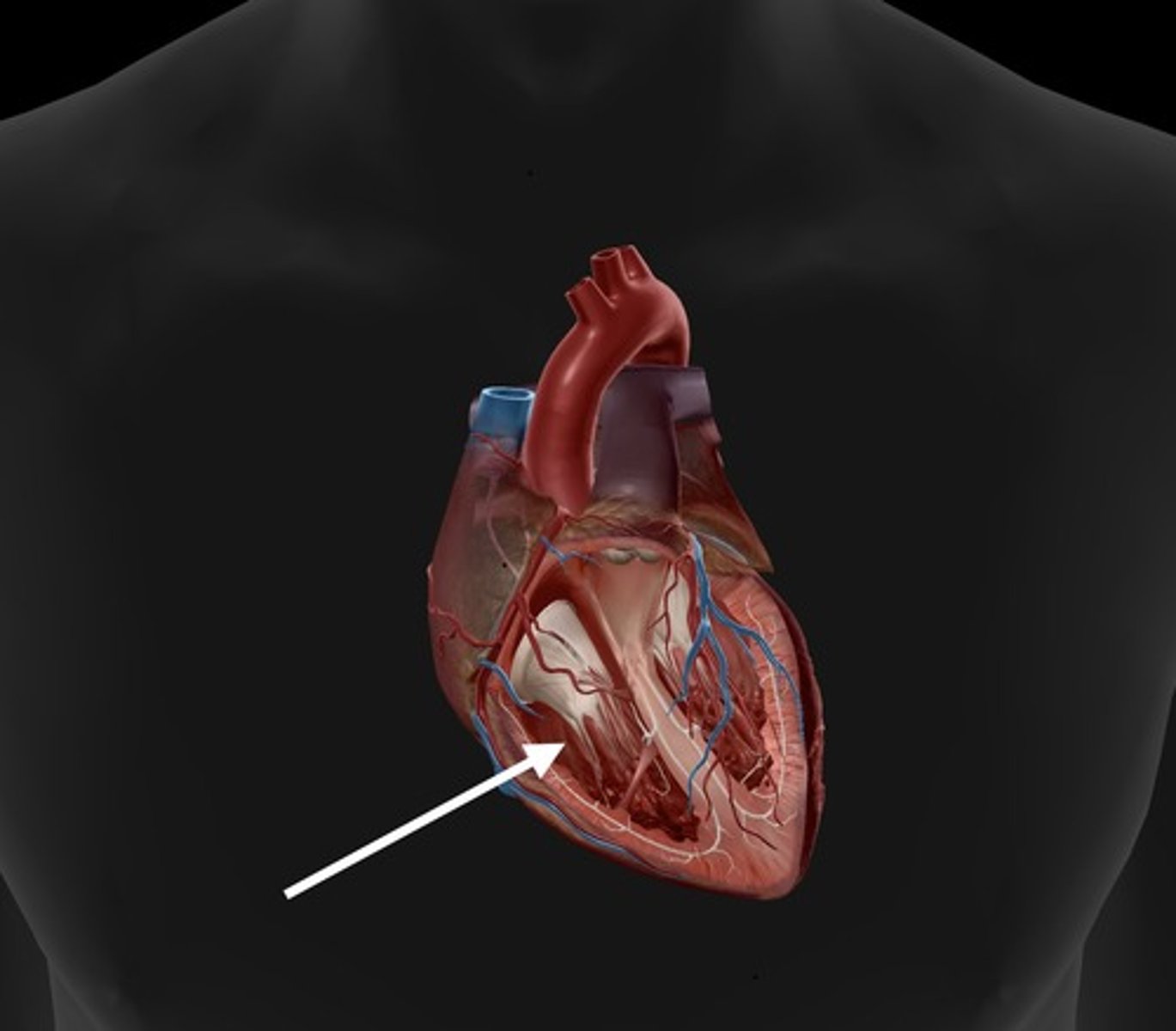 <p>pumps deoxygenated blood to the lungs</p>