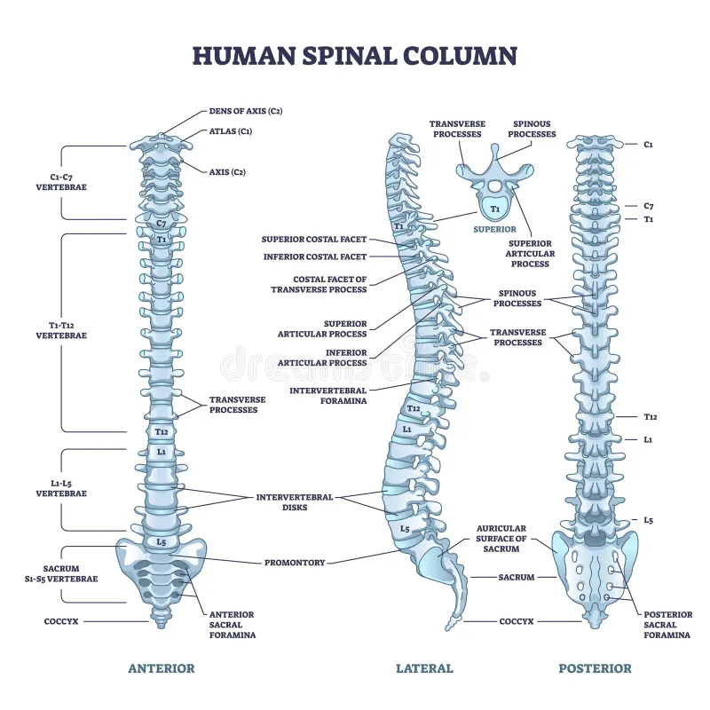 vertebrae ( beginning vertebral column)