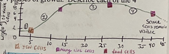 <p>newly inoculated cells require a period of adjustment; cells are not yet multiplied at maximum rate; high metabolic activity; can last to 1 hour to several days</p>