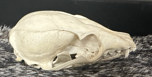 <p>Canidae 6</p>