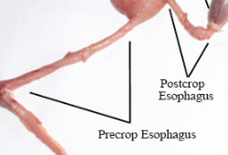 <ul><li><p>thin-walled distensible tube with small amount of muscle compared to mammals</p></li><li><p>passageway for feedstuffs from the oropharynx to crop, and then from the crop to proventriculus</p></li></ul>