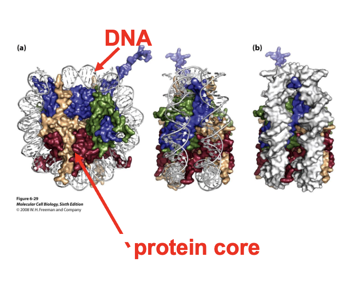 <ul><li><p>an <strong>octamer</strong> containing two copies of 4 types of <strong>histones</strong></p><ul><li><p><strong>H2A</strong></p></li><li><p><strong>H2B</strong></p></li><li><p><strong>H3</strong></p></li><li><p><strong>H4</strong></p></li></ul></li></ul><p></p>