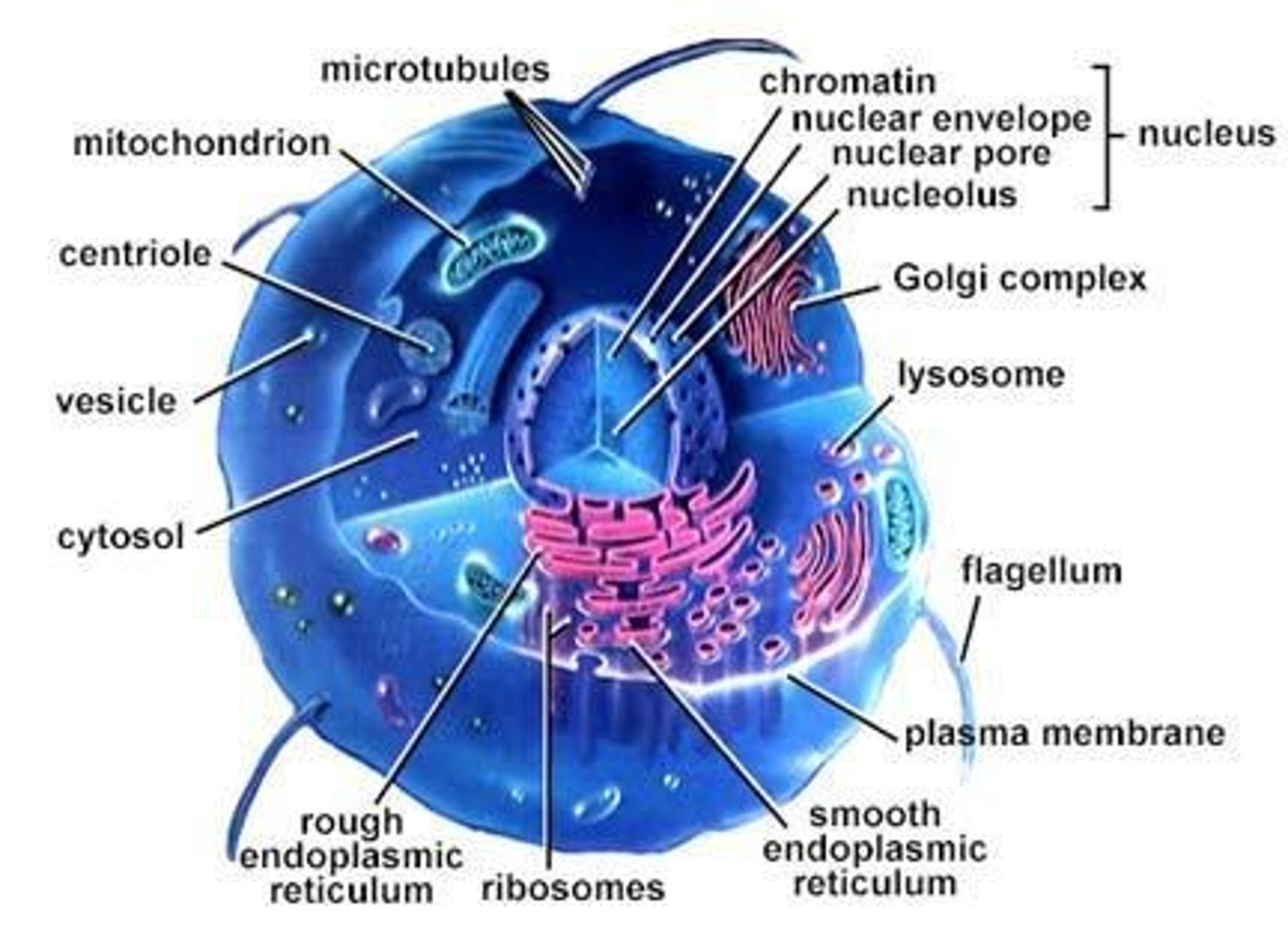<p>Phospholipid bilayer, transmembrane proteins, interior protein network, and cell surface markers.</p>