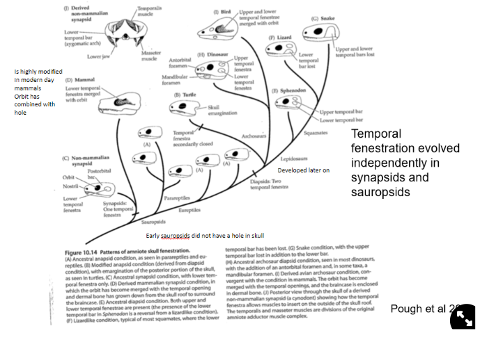 <ul><li><p>synapsids had one hole but sauropods did not have holes when they diverged→ <strong>has evolved independently in synapsids and sauropsids</strong></p></li><li><p>is highly modified→ <span>orbit has combined with the hole in modern-day mammals</span></p></li></ul>