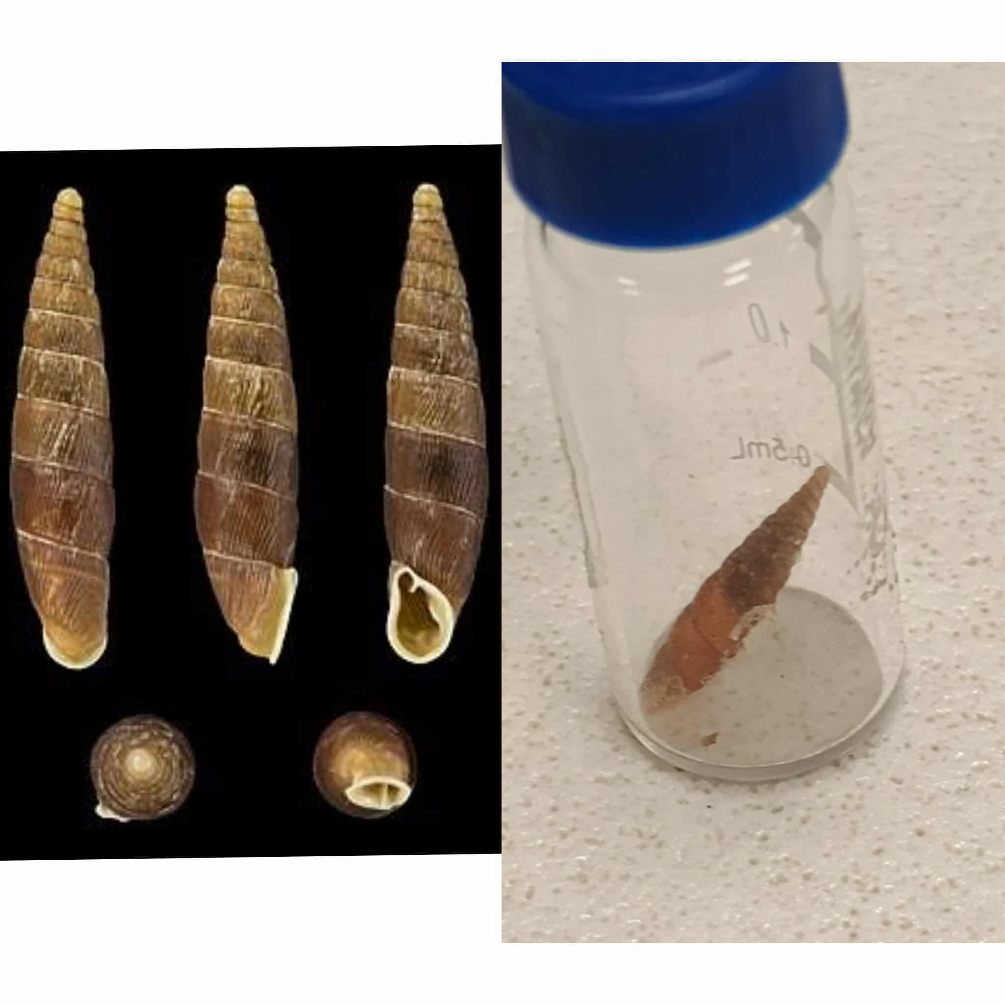 <p>Kmeň: Mollusca (mäkýše)<br>Trieda: Gastropoda (ulitníky)<br>Skupina: Pulmonata (pľúcnatce)</p>