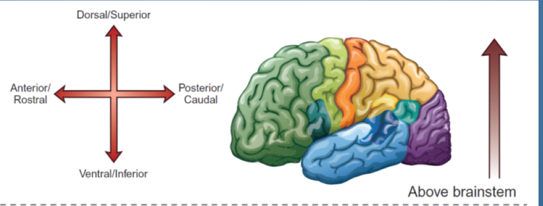 <ol><li><p>Dorsal/ superior</p></li><li><p>Posterior / caudal</p></li><li><p>Ventral/ inferior</p></li><li><p>Anterior/ rostral</p></li></ol>