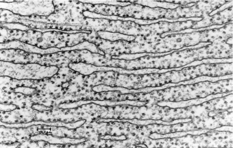 <p>What part of the cell is this? What is its function?</p>