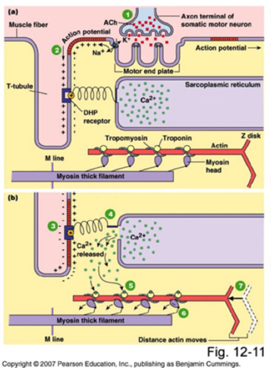 <p>Electrical signal specific to skeletal muscle fibers.</p>