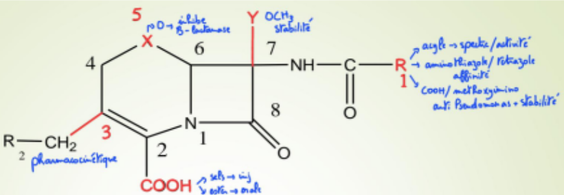 <p>-(3) : propriétés pharmacocinétiques (QE)</p><p>-R1</p><p> *<strong>acyles </strong><span>↑</span> les <strong>spectres </strong>et <strong>stabilité </strong>aux beta-lactamases (groupement volumineux)</p><p>* Cycle <strong>aminothiazole </strong>ou <strong>tetrazole </strong>: <span>↑</span>l’affinité pour l’enzyme cible (act <span>↑</span>)</p><p> *Fonction <strong>carboxylique </strong> donne activité <strong>Anti pseudomonas / methoxyimino (</strong><span>C=N−O−CH3</span><strong>)</strong> stabilité contre <strong>beta-lactamases</strong></p><p><strong> -</strong>O :activité <strong>inhibitrice </strong>des <strong>beta lactamases</strong></p><p><strong>-Y : méthoxyl </strong><span>↑ </span>la <strong>stabilité </strong>aux b<strong>eta-lactamase</strong></p>