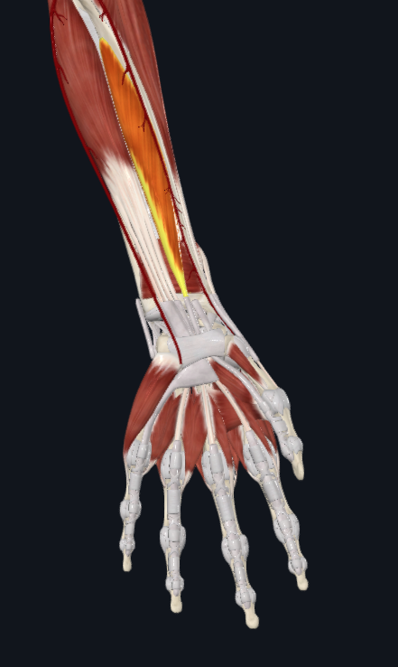 <p>What muscle is this</p>