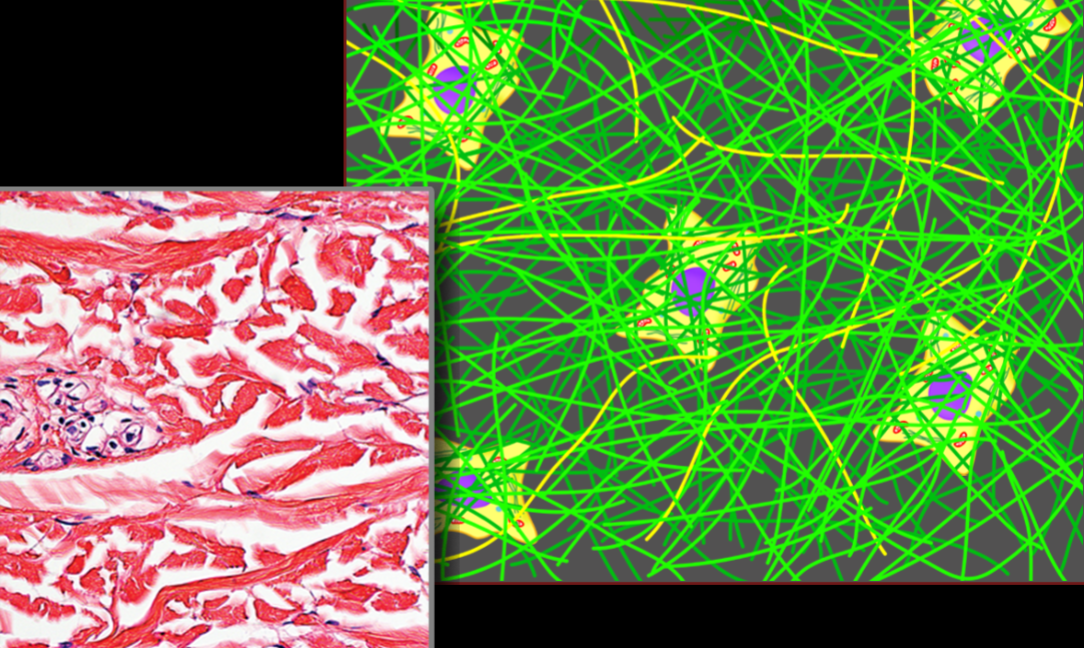<p>Name, Distribution, Function</p>
