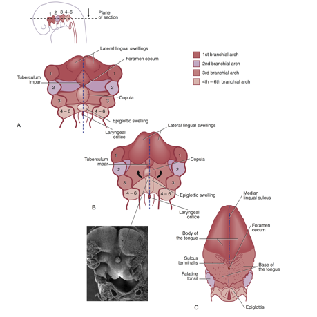 <ul><li><p>posterior to the fused anterior swellings, a pair of swellings, the copula, becomes evident</p></li><li><p>gradually overgrows the hyoid arch (second pharyngeal arch) and this overgrowth will form the posterior one-third of the mature tongue, the base</p></li><li><p>farther posterior to copula is a projection of a third median swelling, the epiglottic swelling and marks the development of the most posterior region of tongue and site of epiglottis</p></li></ul><p></p>